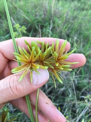 Cyperus oxylepis