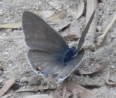 Cupido comyntas texana