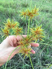 Cyperus oxylepis