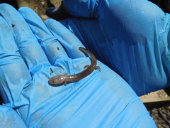 Gyrinophilus porphyriticus