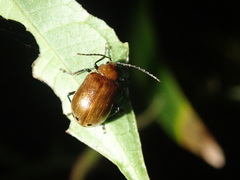 Gallerucida singularis