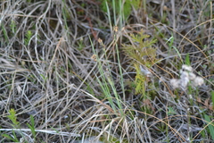 Carex buxbaumii