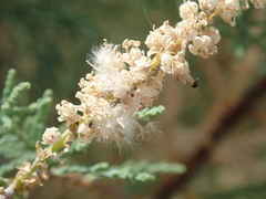 Tamarix