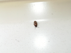 Contacyphon variabilis