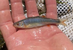 Lythrurus fasciolaris