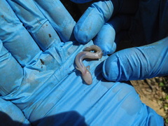 Gyrinophilus porphyriticus