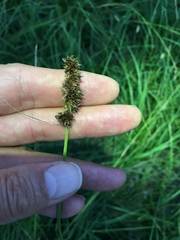 Carex triangularis