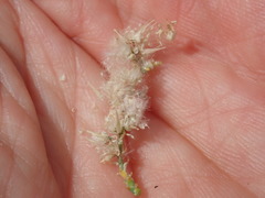 Tamarix
