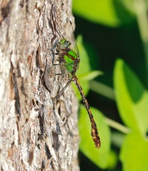 Ophiogomphus rupinsulensis