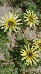 Arctotheca calendula