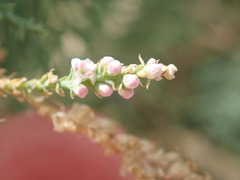 Tamarix