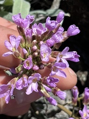 Phoenicaulis cheiranthoides