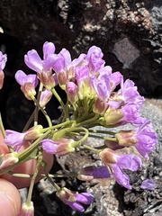 Phoenicaulis cheiranthoides