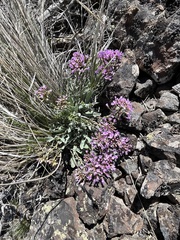 Phoenicaulis cheiranthoides
