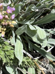 Phoenicaulis cheiranthoides