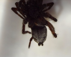 Pardosa