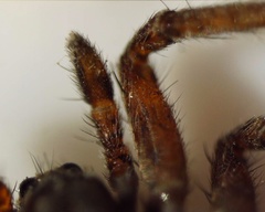 Pardosa