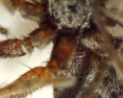 Pardosa
