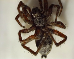 Pardosa