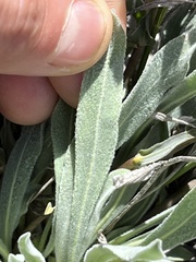 Phoenicaulis cheiranthoides