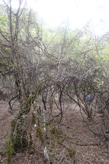 Hyperacanthus amoenus