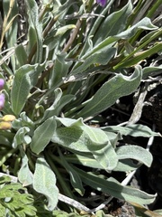 Phoenicaulis cheiranthoides