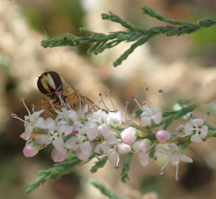 Tamarix