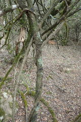 Hyperacanthus amoenus