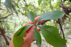 Hyperacanthus amoenus