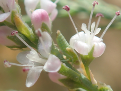 Tamarix