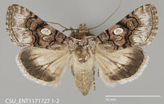 Sympistis polingii
