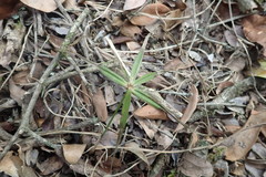 Cyperus albostriatus