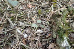 Senecio macroglossus