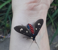 Euclera rubricincta