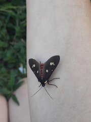 Euclera rubricincta