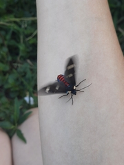 Euclera rubricincta