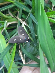 Euclera rubricincta