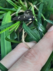 Euclera rubricincta