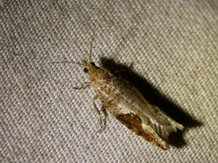 Pseudexentera costomaculana