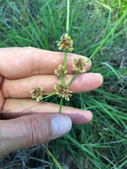 Cyperus acuminatus