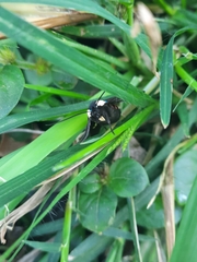 Euclera rubricincta