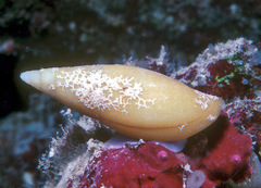 Nebularia petrosa