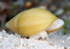 Nebularia petrosa