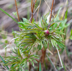 Paeonia hybrida