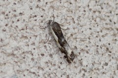Tarache augustipennis
