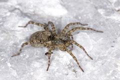 Arctosa maculata