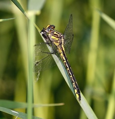 Phanogomphus quadricolor