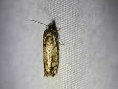 Pseudexentera maracana