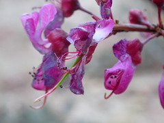 Cercis orbiculata