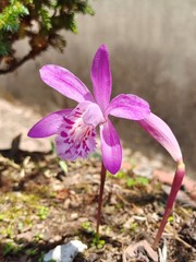 Pleione yunnanensis